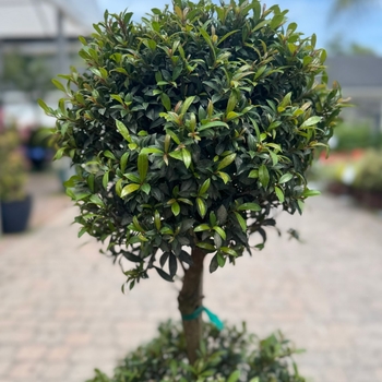 Syzygium paniculatum