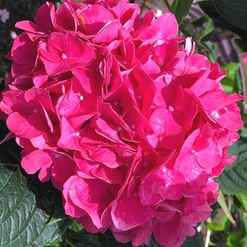Hydrangea macrophylla 'Merriit's Supreme' 