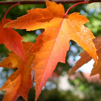 Acer x freemanii 'Sienna Glen®' 27,153
