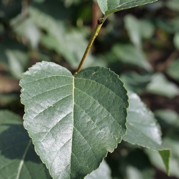 Betula papyrifera 'Varen' PP22243
