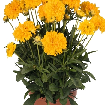 Coreopsis grandiflora