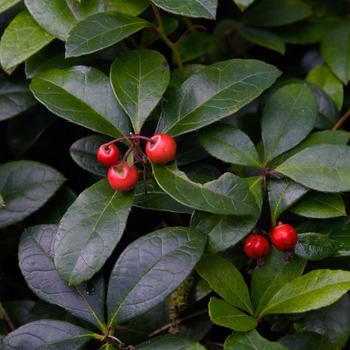 Gaultheria procumbens 'Redwood' 