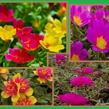 Portulaca 'WakeUp Orange' 