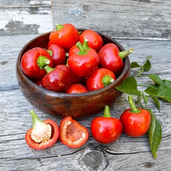 Capsicum annuum 'Red Hot Cherry' 