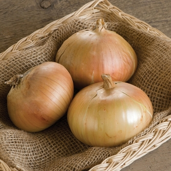 Allium cepa 'Candy' 