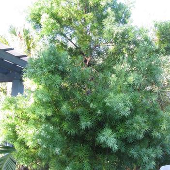 Podocarpus gracilior