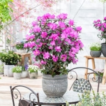 Rhododendron 'PJM Elite Star' 