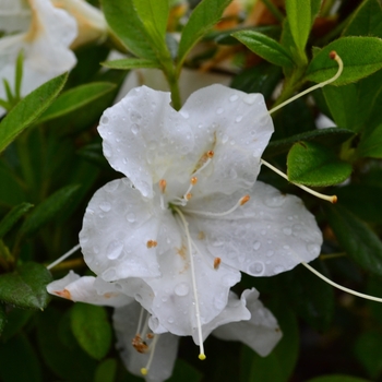 Rhododendron 'Roblev' PP25046