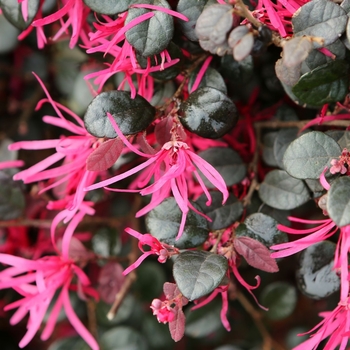 Loropetalum chinense