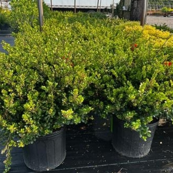 Ilex crenata 'Bennett's Compacta' 