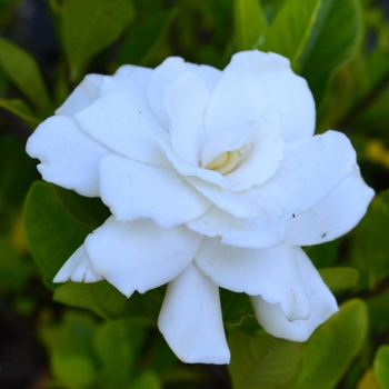 Gardenia jasminoides 'Aimee' PP25951P2