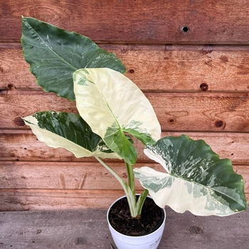 Alocasia macrorrhiza 'Appaloosa Gold' 