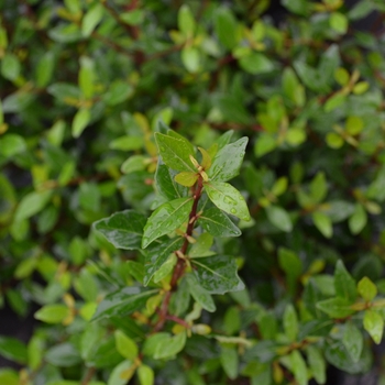 Viburnum obovatum 'Mrs. Schiller's Delight' 