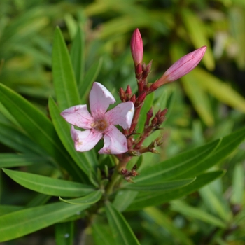 Nerium oleander 'Petite Salmon' 