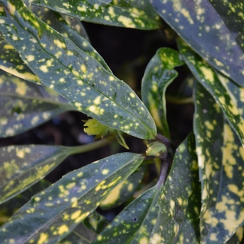 Aucuba japonica 'Hosoba Hoshifu' 