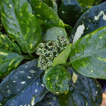 Aucuba japonica 'Nana Variegated' 