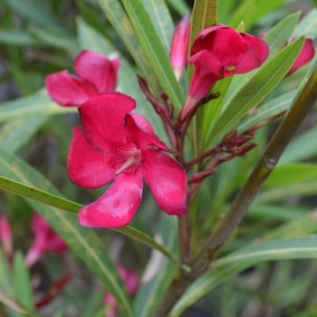 Nerium oleander