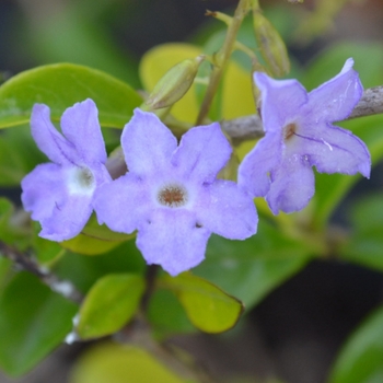 Duranta erecta 'Gold Mound' 