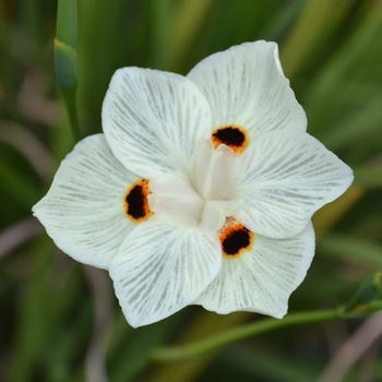 Dietes iridioides