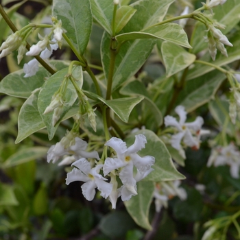 Trachelospermum jasminoides 'Variegata' 