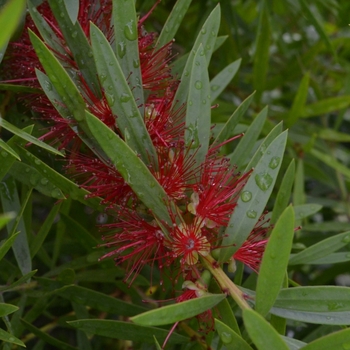 Callistemon rigidus 'Red Cluster' 