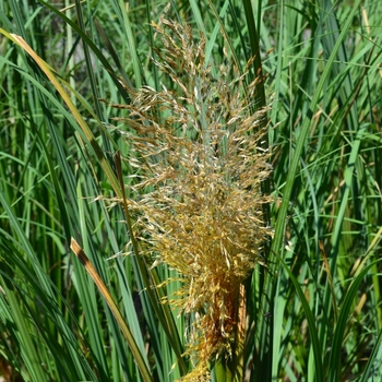 Cortaderia selloana 'Pumila' 
