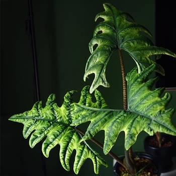 Alocasia tandurusa 'Jacklyn' 