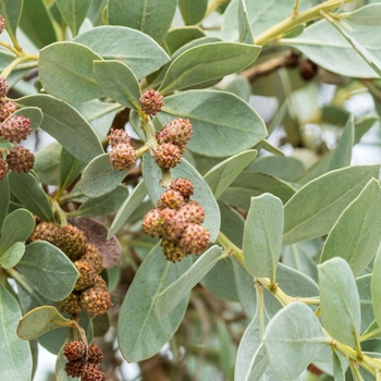Conocarpus erectus var. sericeus