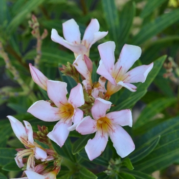 Nerium oleander 'Petite Pink' 