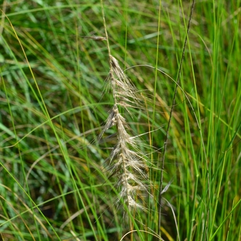 Pennisetum setaceum 'Alba' 