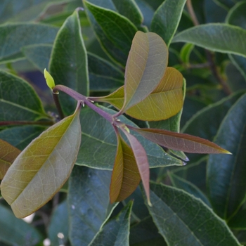 Osmanthus x fortunei