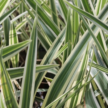Dianella caerulea 'Variegata' 