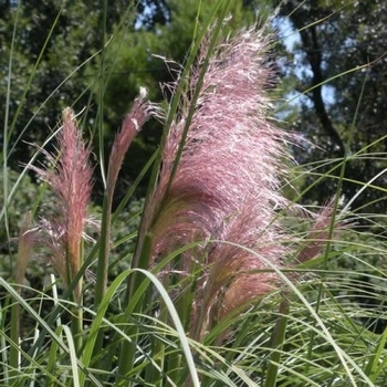 Cortaderia selloana 'Rosea' 