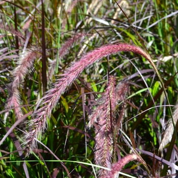 Pennisetum setaceum 'Purpureum' 