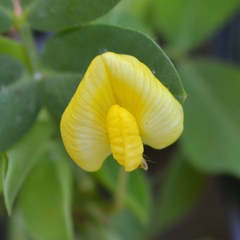 Arachis glabrata 'Eco Turf' 