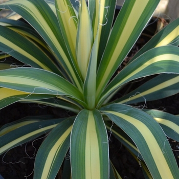 Yucca filamentosa 'Color Guard' 
