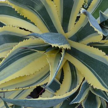 Agave americana 'Variegata' 