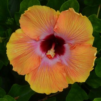 Hibiscus rosa-sinensis 'Fiesta' 