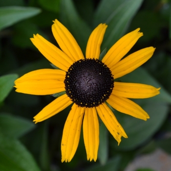 Rudbeckia fulgida 'Early Bird Gold' PP20286