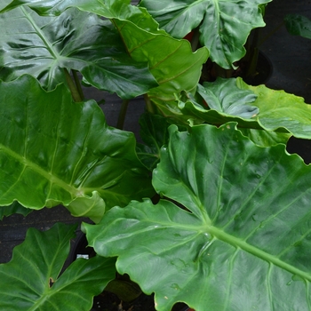Alocasia x portora 'Portodora' 