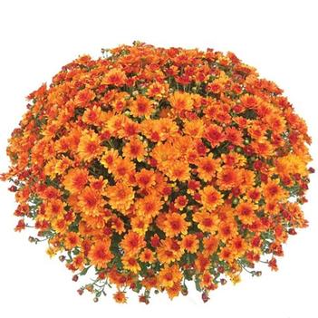 Chrysanthemum x morifolium 'Urano Orange' 