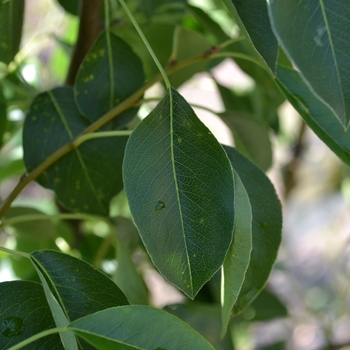 Pyrus communis 'Bartlett' 