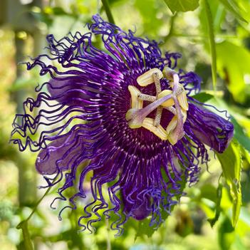 Passiflora incarnata