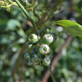 Vaccinium ashei 'Austin' 