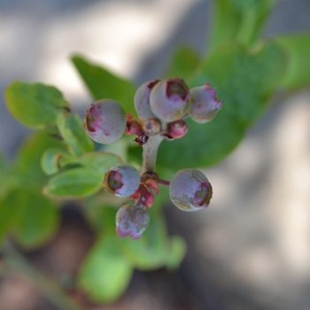 Vaccinium ashei 'Climax' 