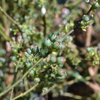 Vaccinium ashei 'Brightwell' 