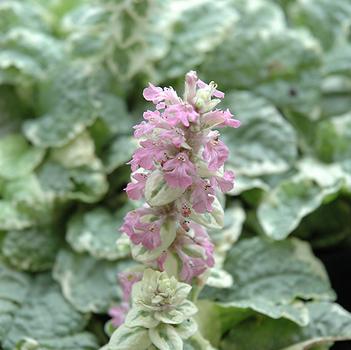 Ajuga reptans 'Pink Lightning' 