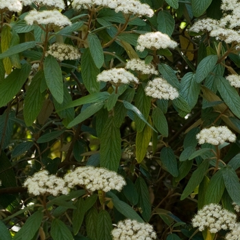 Viburnum suspensum