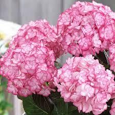 Hydrangea macrophylla 'H20-02' 