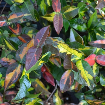 Trachelospermum asiaticum 'Summer Sunset' 